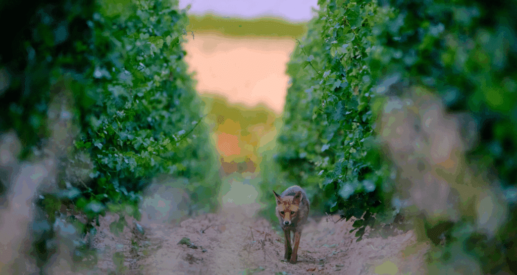 Renard marchant entre les rangées d'un vignoble vert.